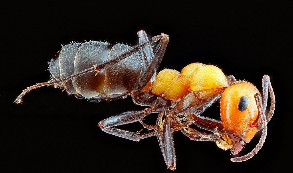Ant Control service in North Highlands, CA