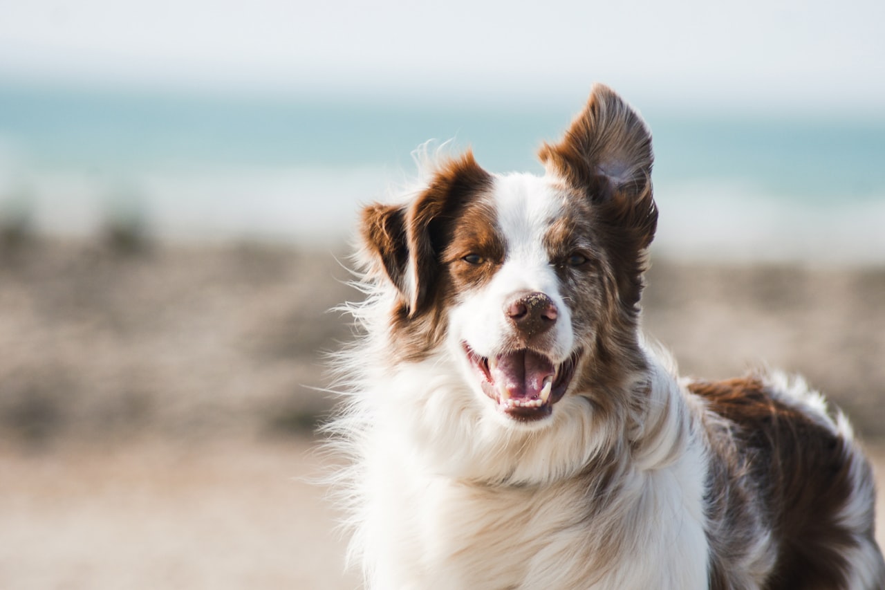Flea & Tick Control service in North Highlands, CA