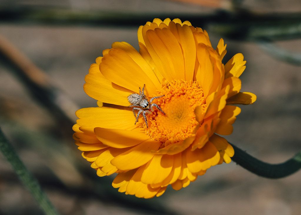 Spider Control service in North Highlands, CA